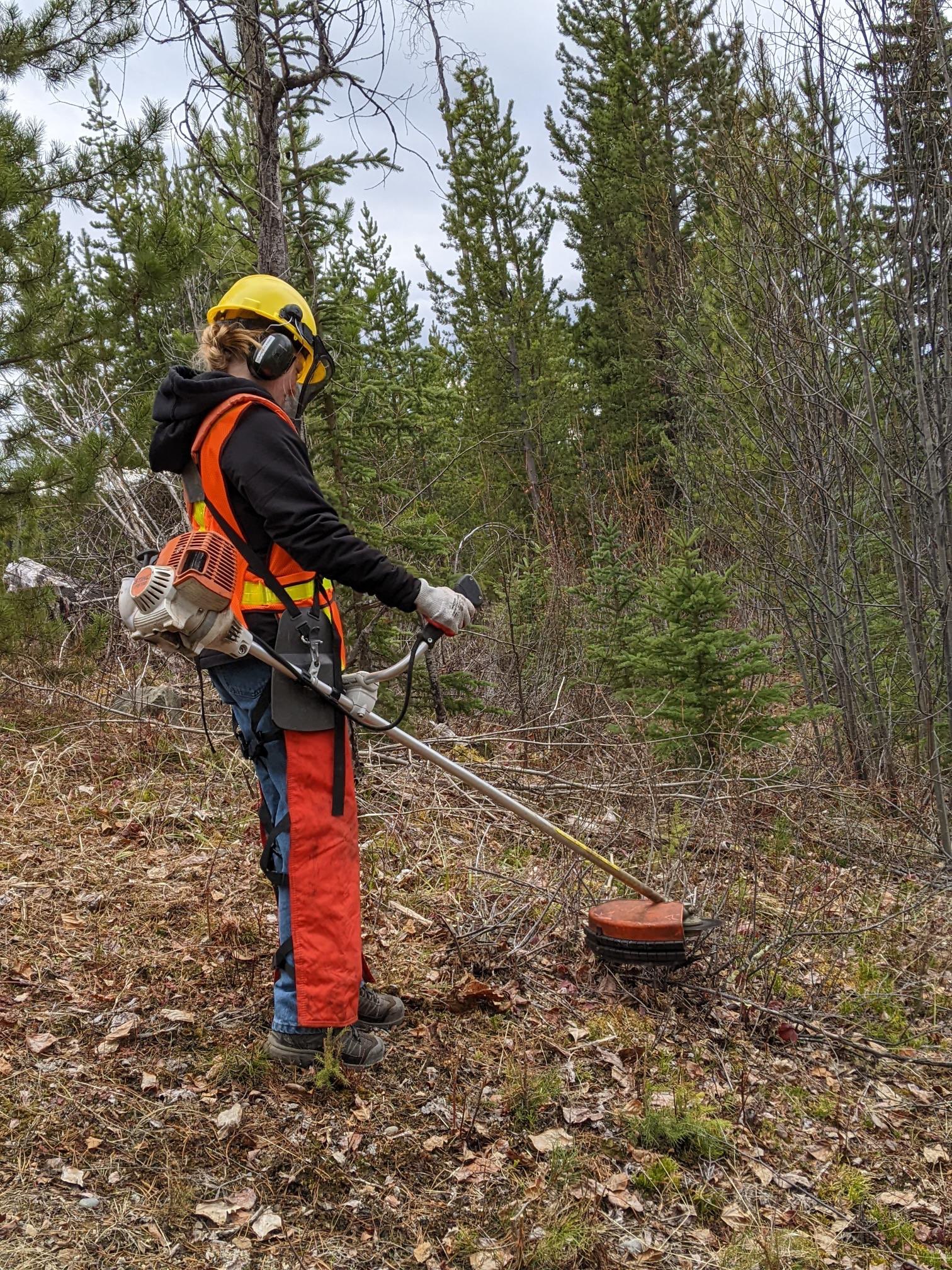 Project Forest Management - SD91